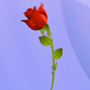 Алая роза 3.png